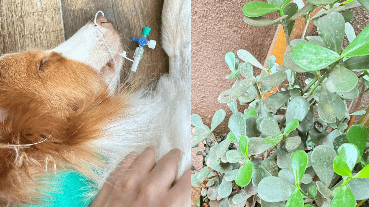 Perro pierde la visión tras ser envenenado con plantas en el área de mascotas de una panadería en SP