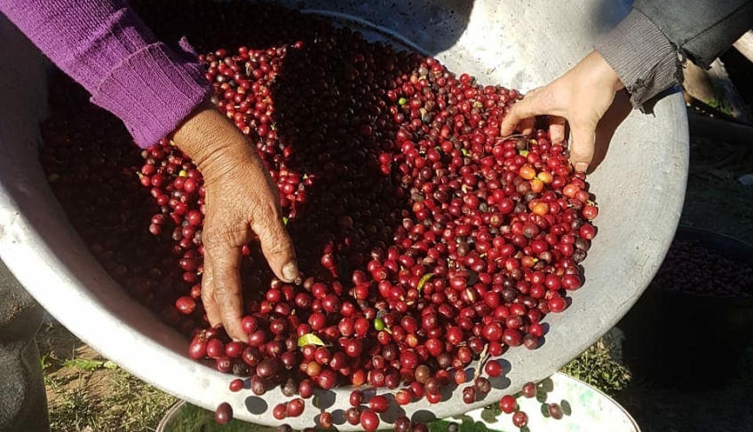 Café Arábica de Nova Alta Paulista conquista a 143ª Indicação Geográfica brasileira