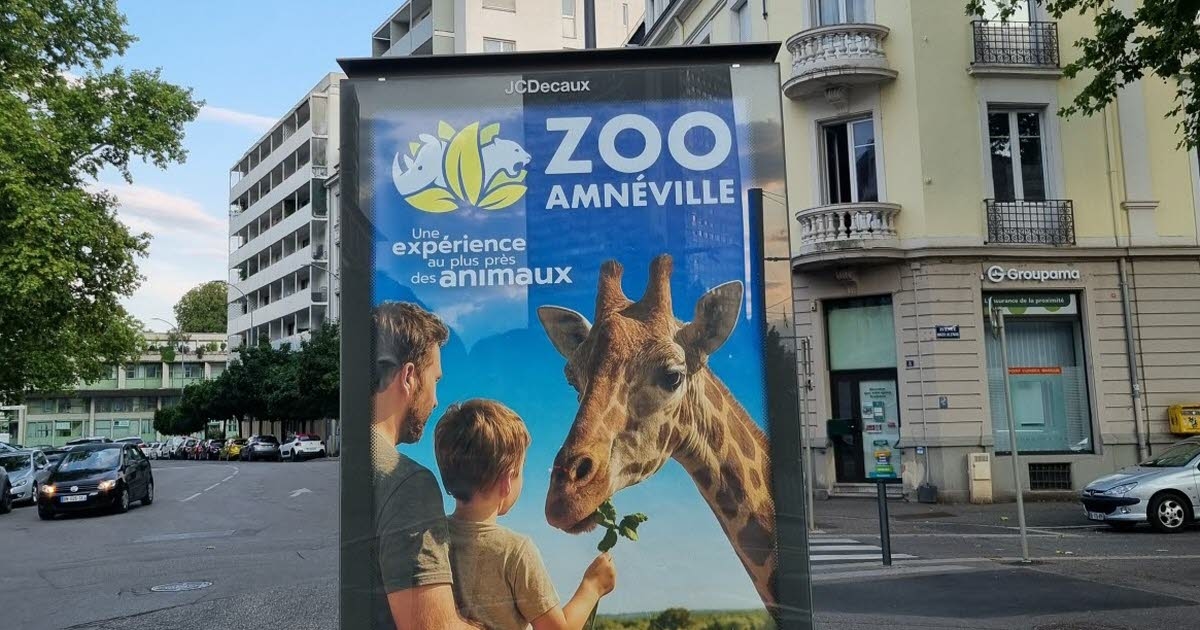 Mulhouse e arredores. "Circulando livremente": girafas, verdadeiras estrelas do verão