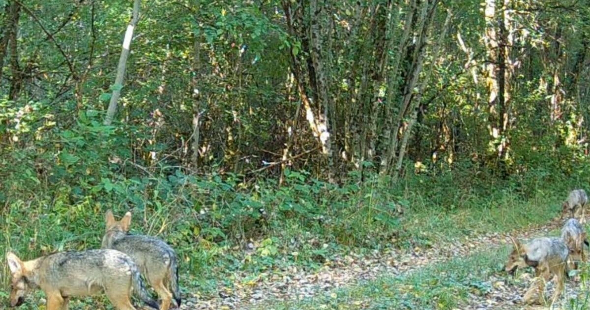 Grand Est. Obecność siedmiu wilczych szczeniąt niedaleko zachodniego regionu Wogezów rozpala sieć.
