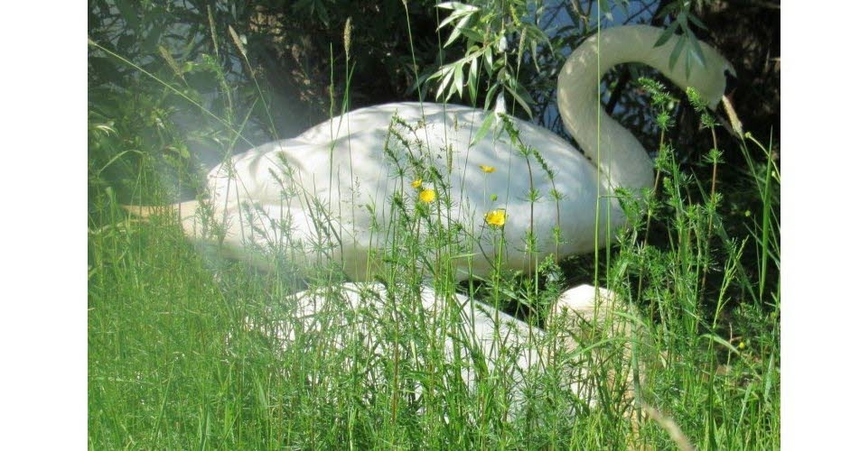 Birds of Happiness. May Overview: Unusual Births and Places, Rescues, and Bird Songs