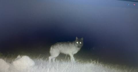 Morey. Ataque a varias manadas: ¿este animal fotografiado anoche es un lobo?
