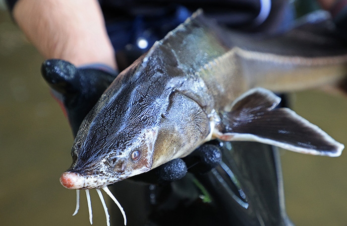 Rosrybolovstvo propôs estender a proibição da pesca do esturjão no Mar Cáspio