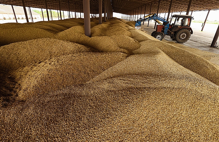 Os preços de compra dos grãos russos continuam caindo