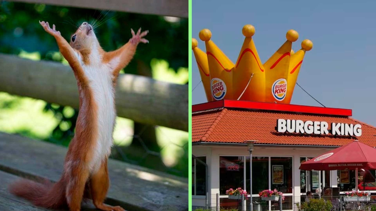 Burger King'in o kadar çok promosyonu var ki, 26 Mayıs'ta 45.000 Whooper dağıtabilir.