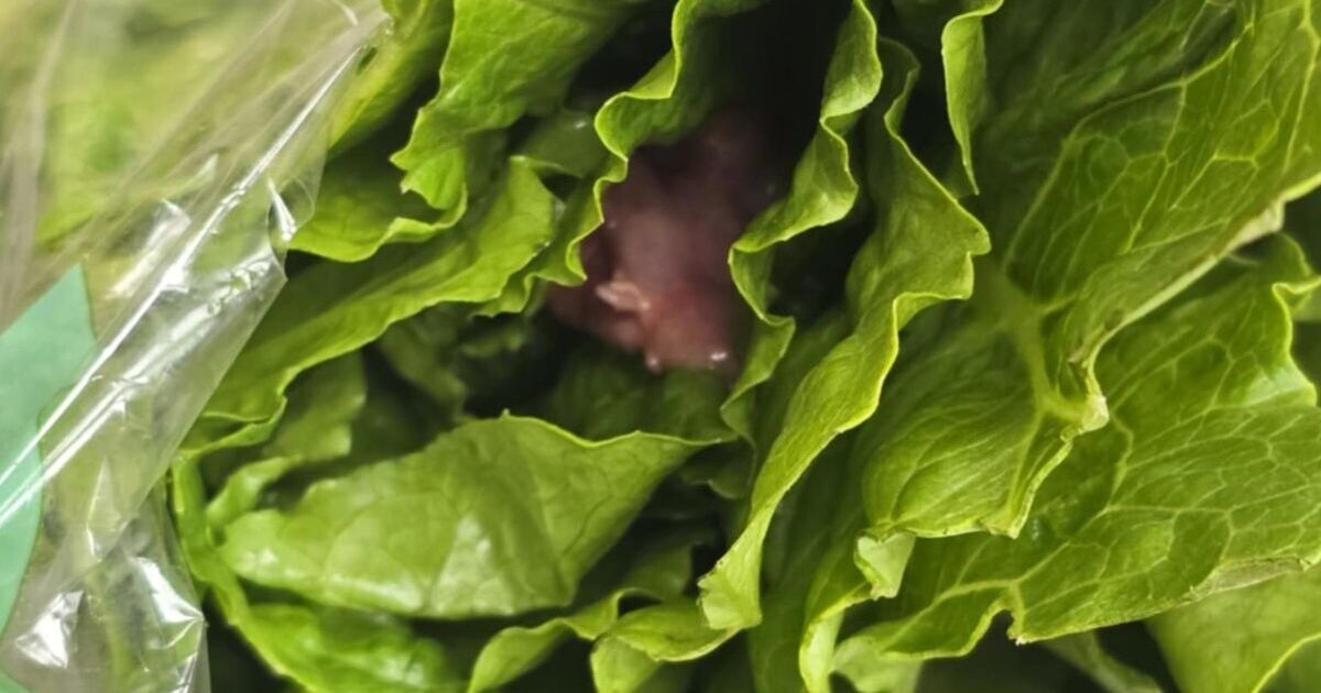 Woman 'sick to stomach' after finding 'dead rodent' in what she bought for lunch at Tesco