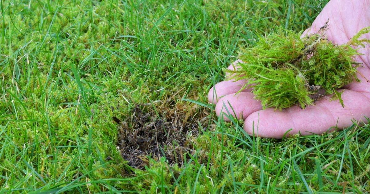 Se insta a los jardineros a regar el césped con un ingrediente común: "elimina el musgo".