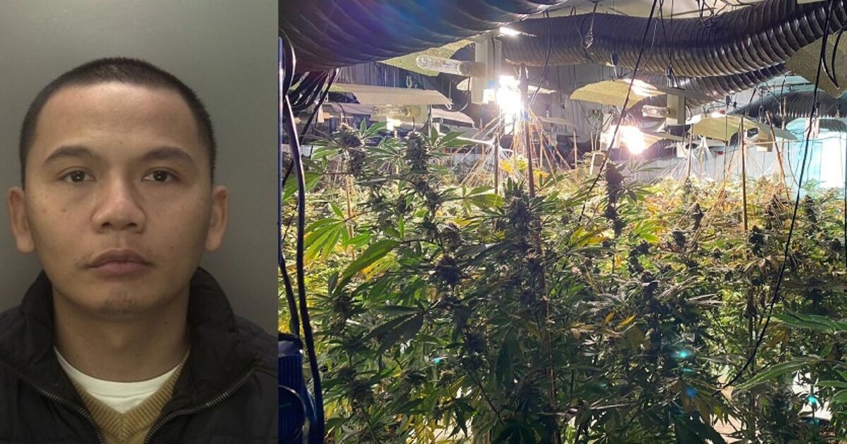 Vea el momento en que un capo de la droga que conducía un Bentley es detenido por dirigir una red de granjas de cannabis.