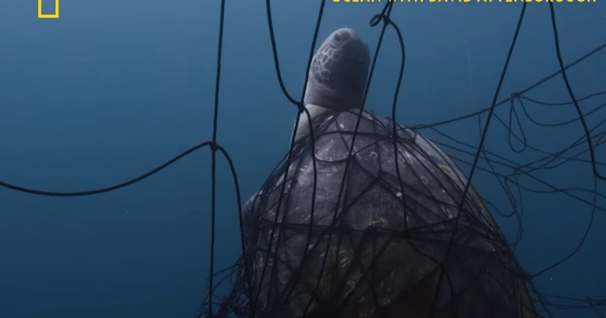 L'unica cosa che la leggenda della BBC David Attenborough dice può salvare il pianeta e che deve accadere ora
