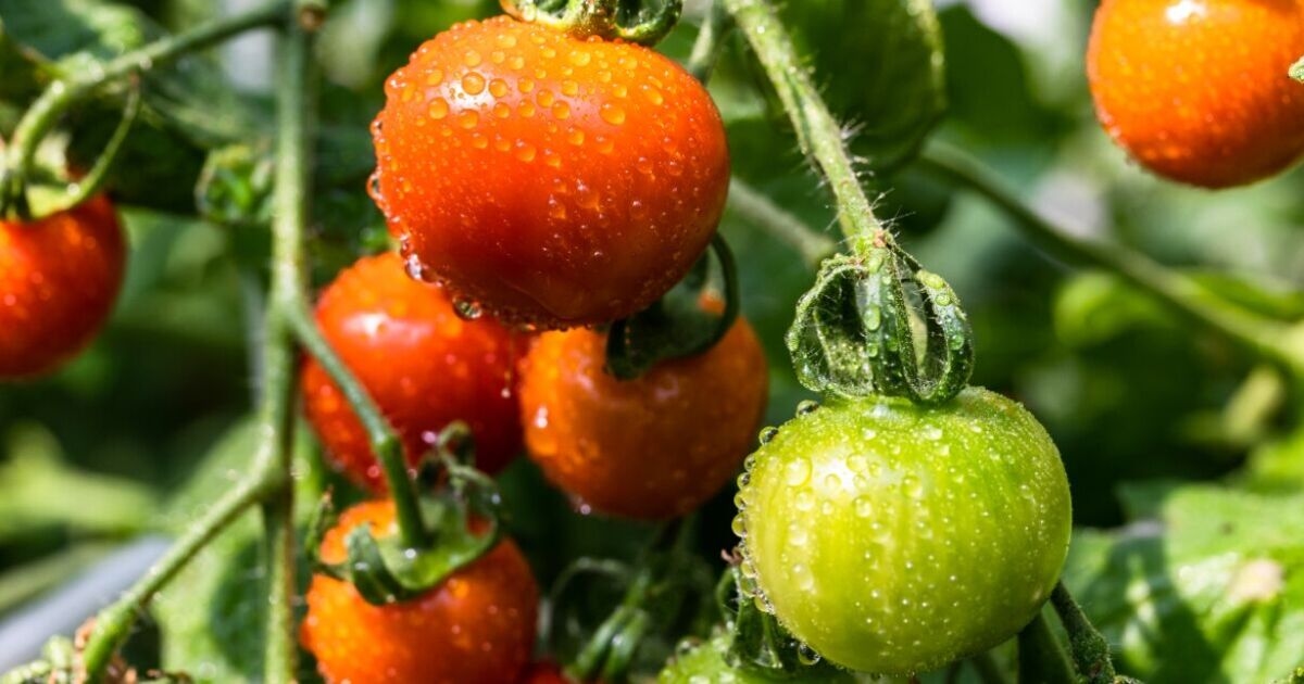 Advertencia urgente sobre tomates tras el contagio de salmonela en 29 británicos