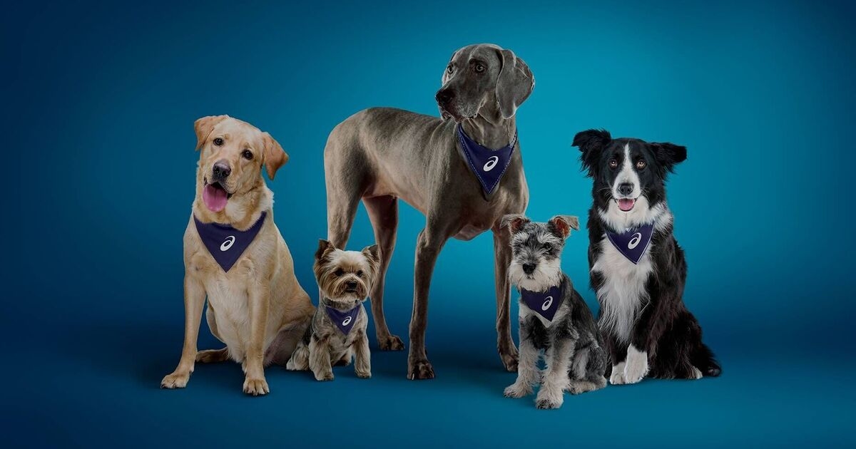 Seven in 10 dog owners say their pets are their main motivation for exercise