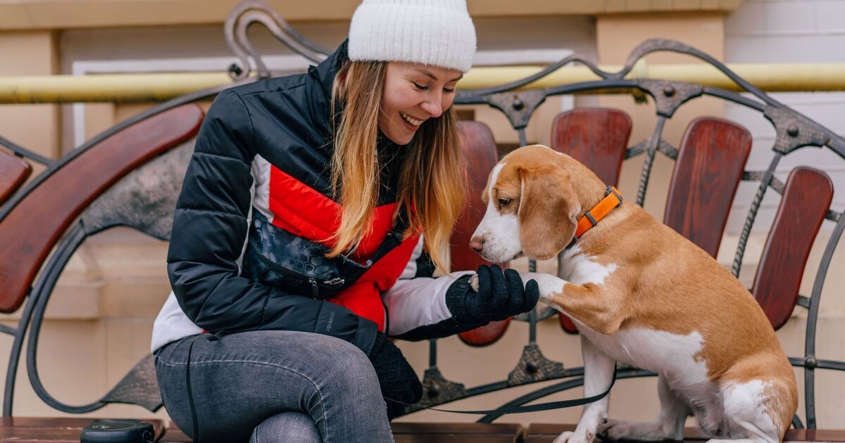 Ihr Hund sagt etwas Bestimmtes, wenn er Sie mit der Pfote berührt