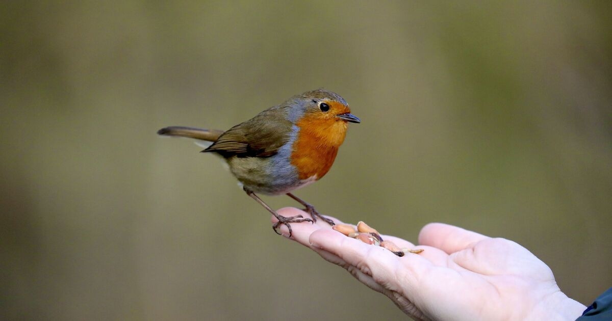 Cualquiera que alimente a los pájaros en el jardín este verano dijo que hay una cosa que "se debe evitar".