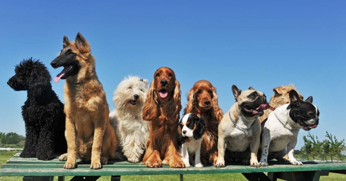 En kısa ömre sahip popüler köpek ırkları — bir köpek 10 yaşına bile ulaşamayacak