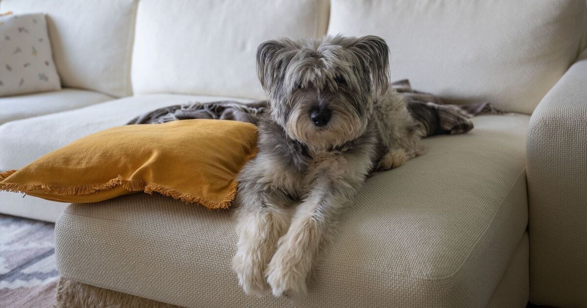Three sweet reasons dogs let out a big sigh, according to experts