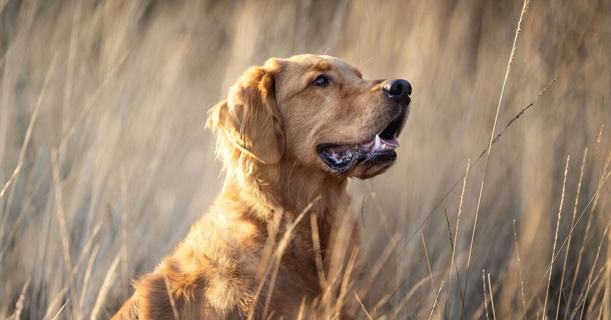 Vet says 'take action immediately' if you notice these seven signs