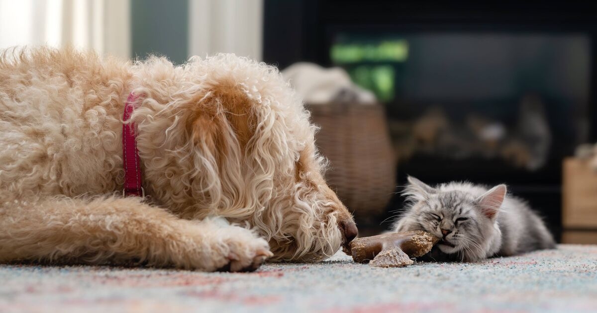 Pet owners advised to check ingredients in household items to prevent health risks