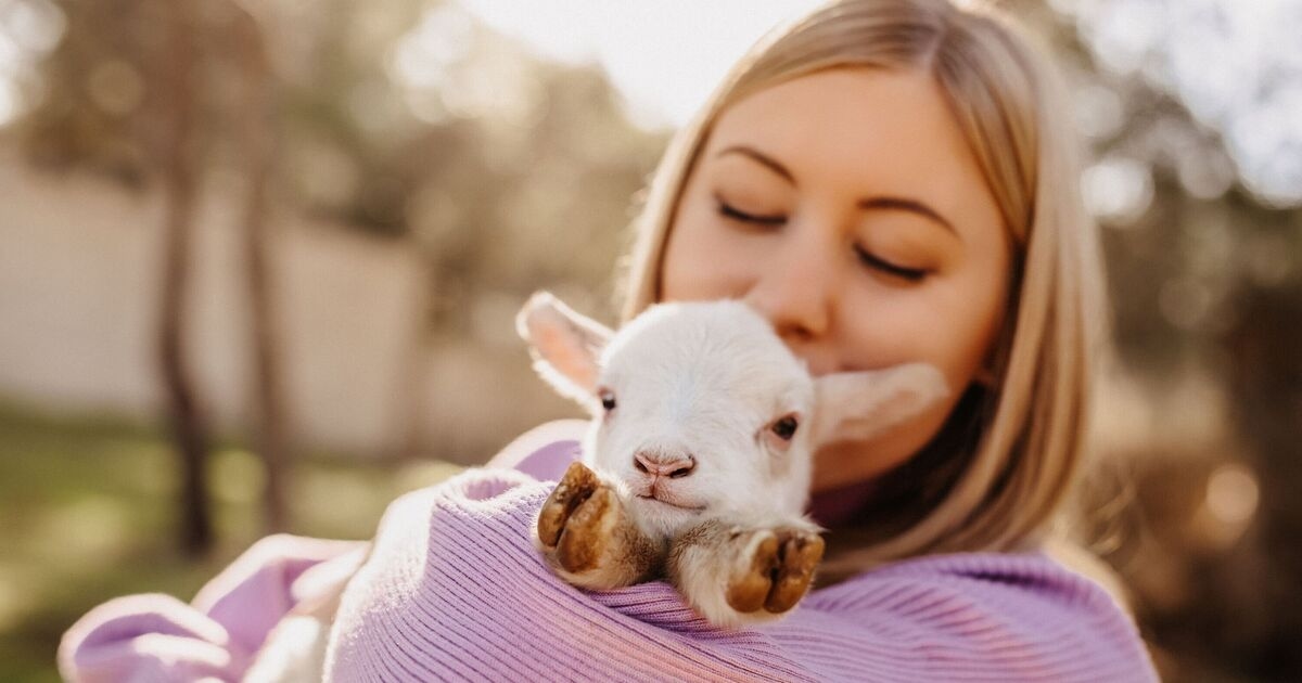 Vegetarianos não são mais gentis do que carnívoros, segundo pesquisa