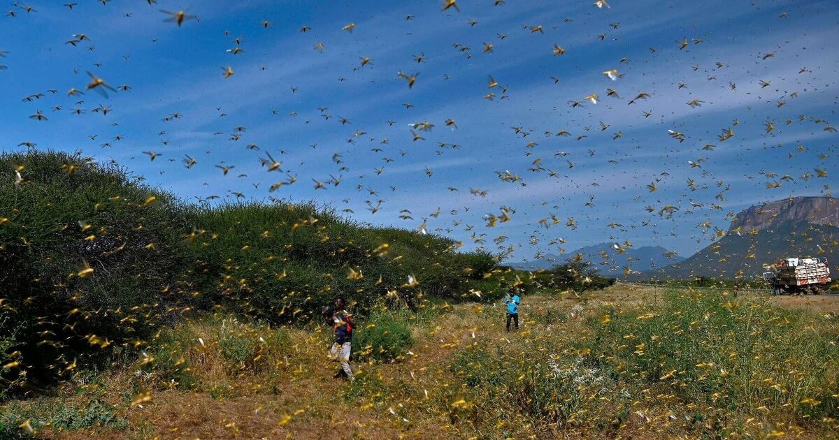 Terrifying truth behind Bible plague of locusts finally discovered by scientists