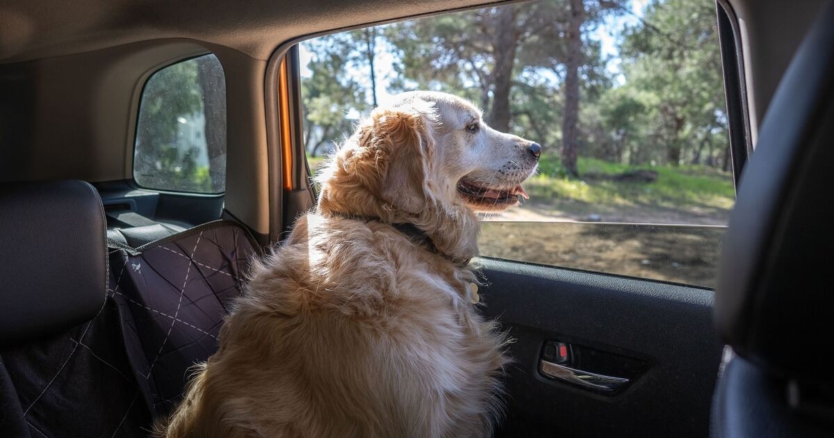 Motoristas podem correr o risco de multa de £ 5.000 por erro cometido com cães no carro