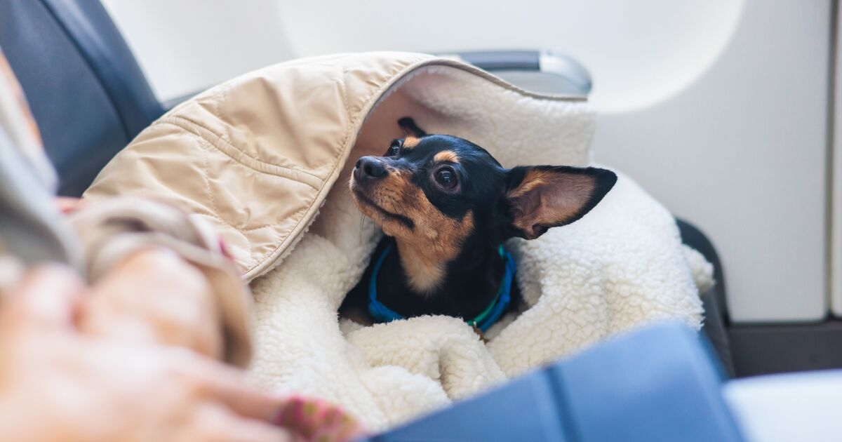 Taking pets to Europe could soon be made easier with potential reversal to Brexit rules