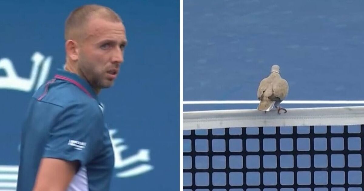 Dan Evans' ATP Tour return disrupted by pigeon as Brit crashes out in first round