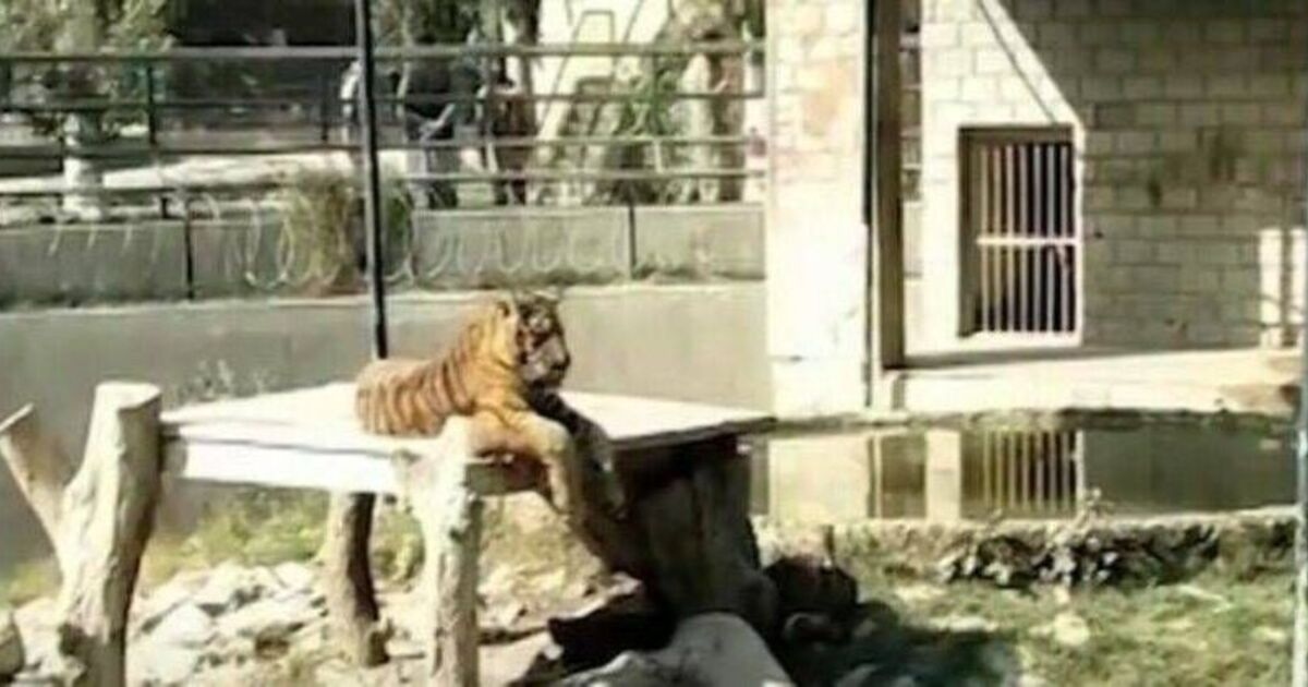 Tigres matan a un hombre tras saltar al recinto de un zoológico