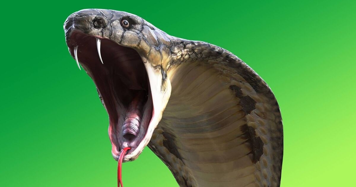 'Suicidio por serpiente': un hombre provoca que 60 reptiles lo ataquen en una muerte repugnante
