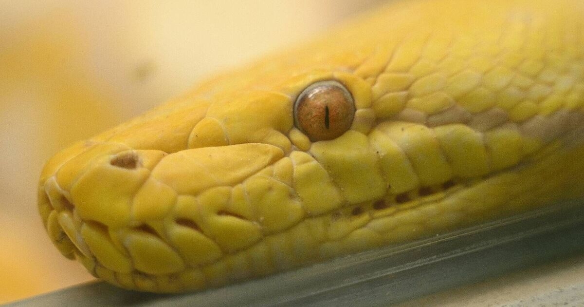 Horror final moments of girl, 2, suffocated to death by family's pet python in her cot