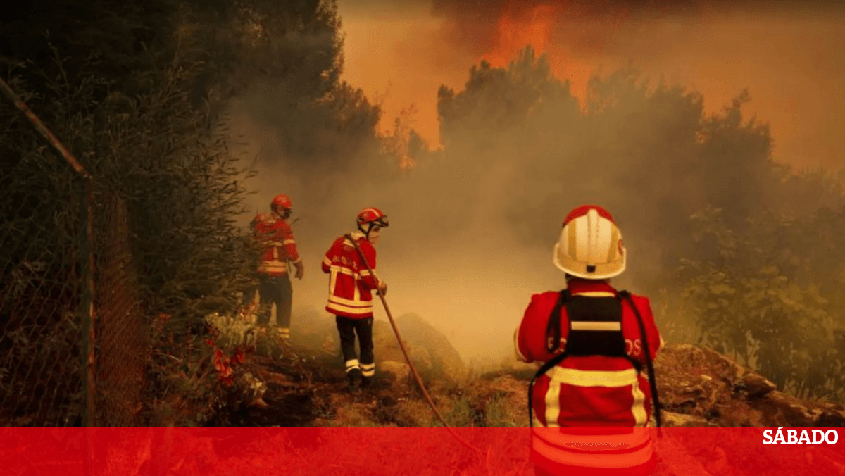 <![CDATA[ Incêndios: aumento de vegetação, má gestão florestal e calor foram balas da "roleta russa" ]]>