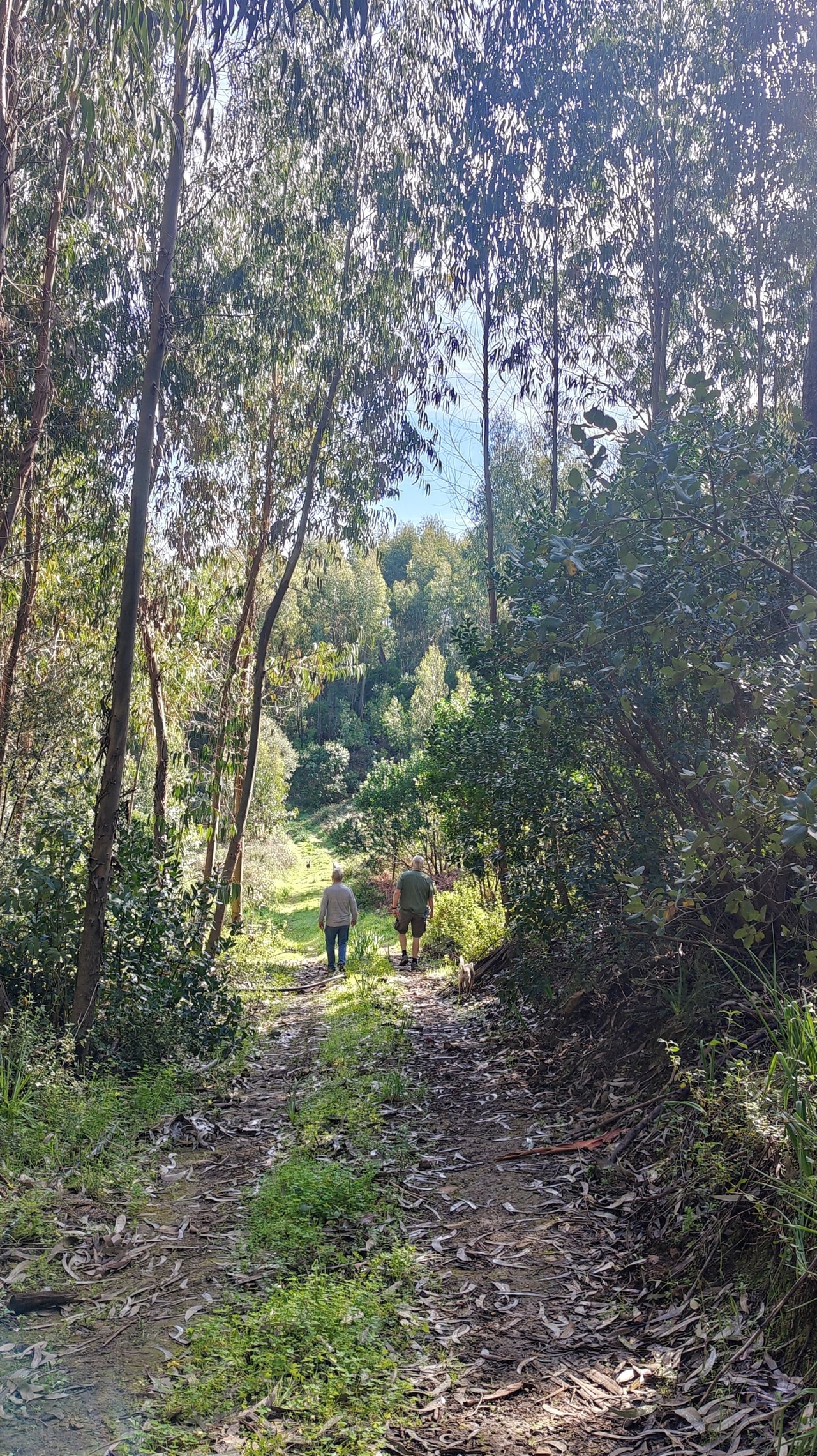 Algarve'de orman banyosu için Mart ayı teklifleri