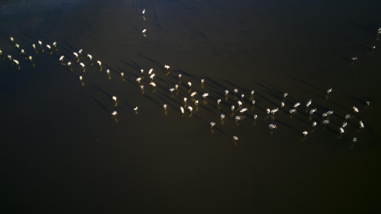 COP15 highlights the role of wetlands in the sustainability of the planet