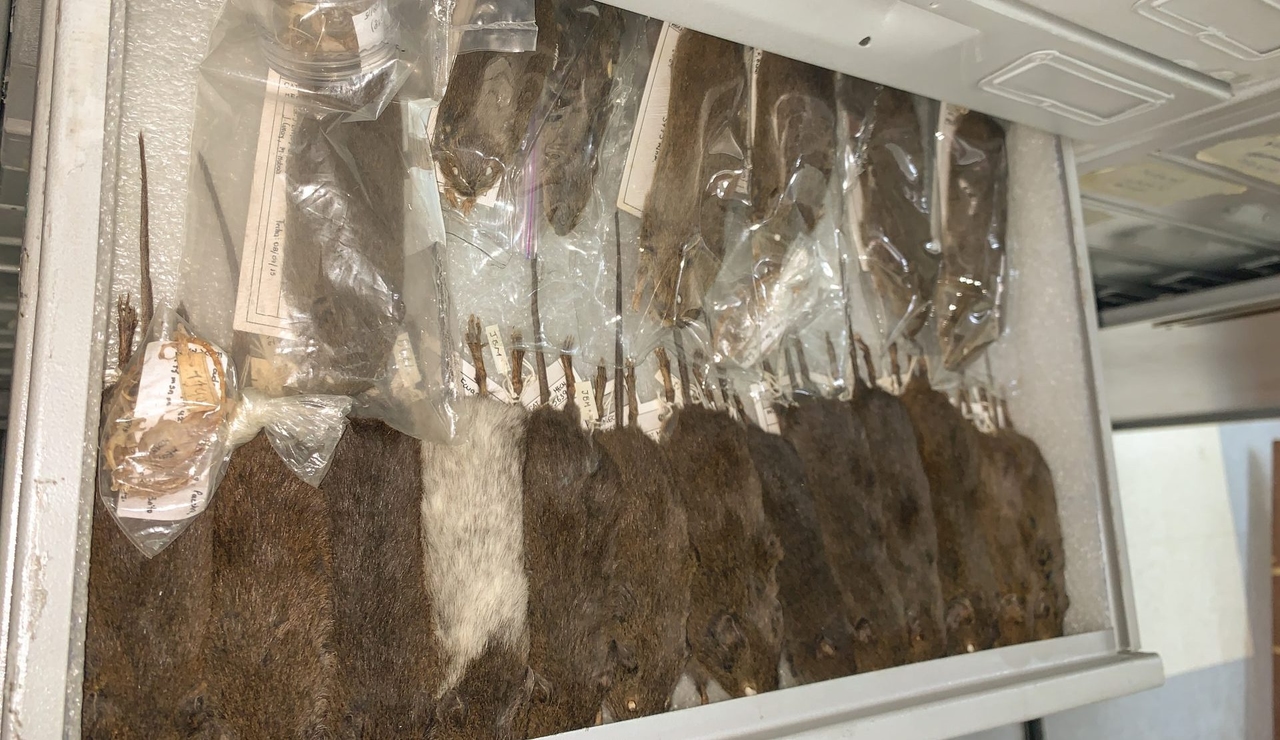 L'Amérique du Sud compte 141 collections de mammifères, un trésor scientifique, avec plus de 746 000 spécimens catalogués.