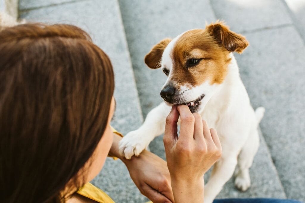 Pet Treats: The Complete Guide to Training, Pampering, and Caring for Your Companion