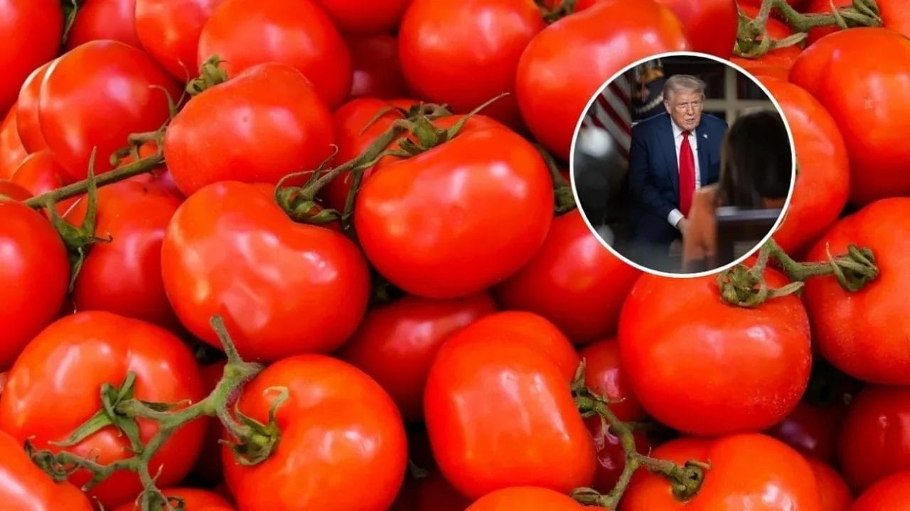Tomates mexicanos com tarifa: Chicago sentirá o impacto nos preços