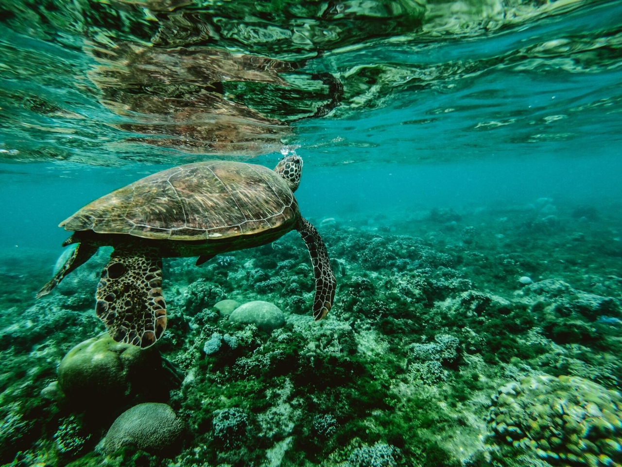 Giornata degli Oceani, le risorse ittiche diminuiscono, cosa possono fare gli investitori