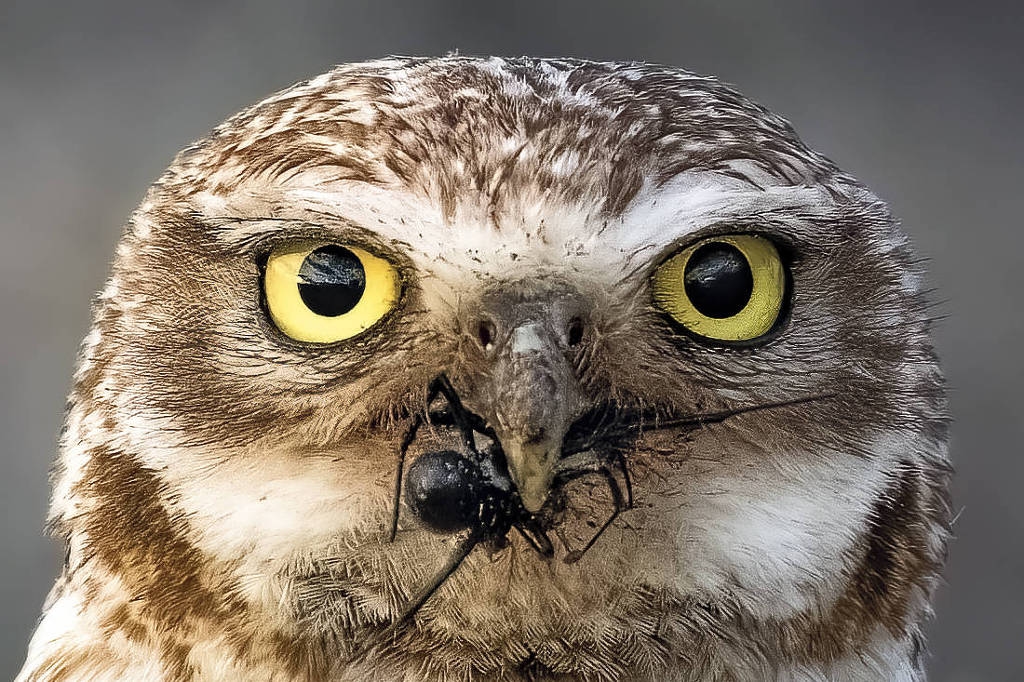 'Uilen zijn wilde dieren en vreselijke huisdieren', zegt auteur van boek over vogels