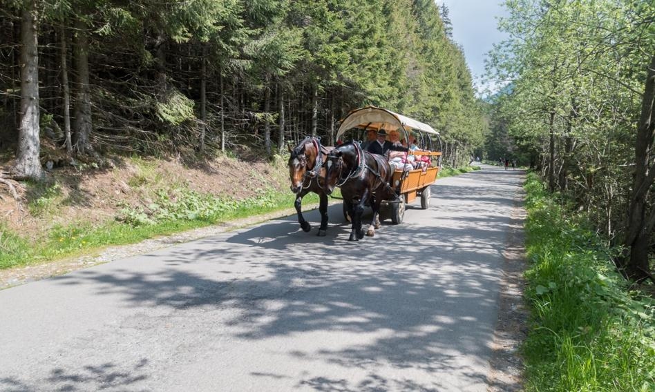 Os cavalos que trabalhavam em Morskie Oko foram examinados. Apenas dois foram proibidos de trabalhar.