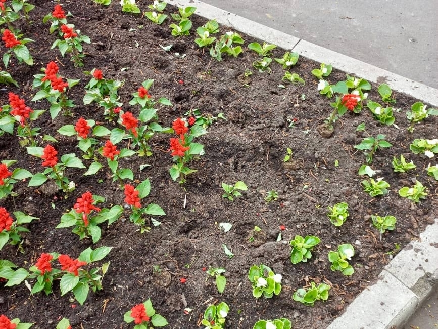 Flower vandals are operating in several districts of Veliky Novgorod