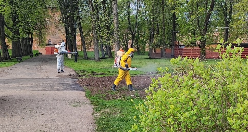 Novgorodianlar günde 30'a kadar kene getiriyorlar, ancak şehirde güvenli bölgeler de var