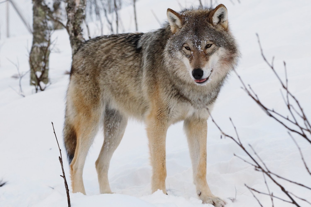 Une nouvelle étude confirme la théorie selon laquelle les loups ont échangé la nature contre des restes de table et sont devenus des chiens