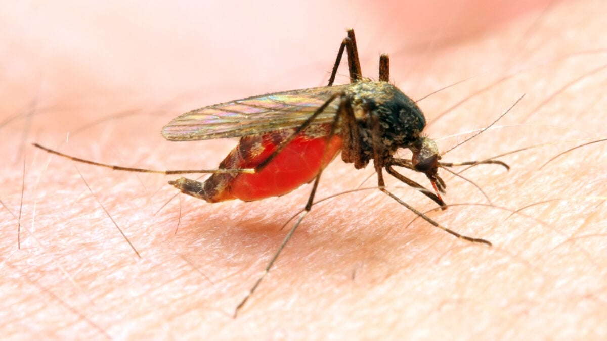 Possible Local Malaria Case Found in New Jersey. Here’s What to Know