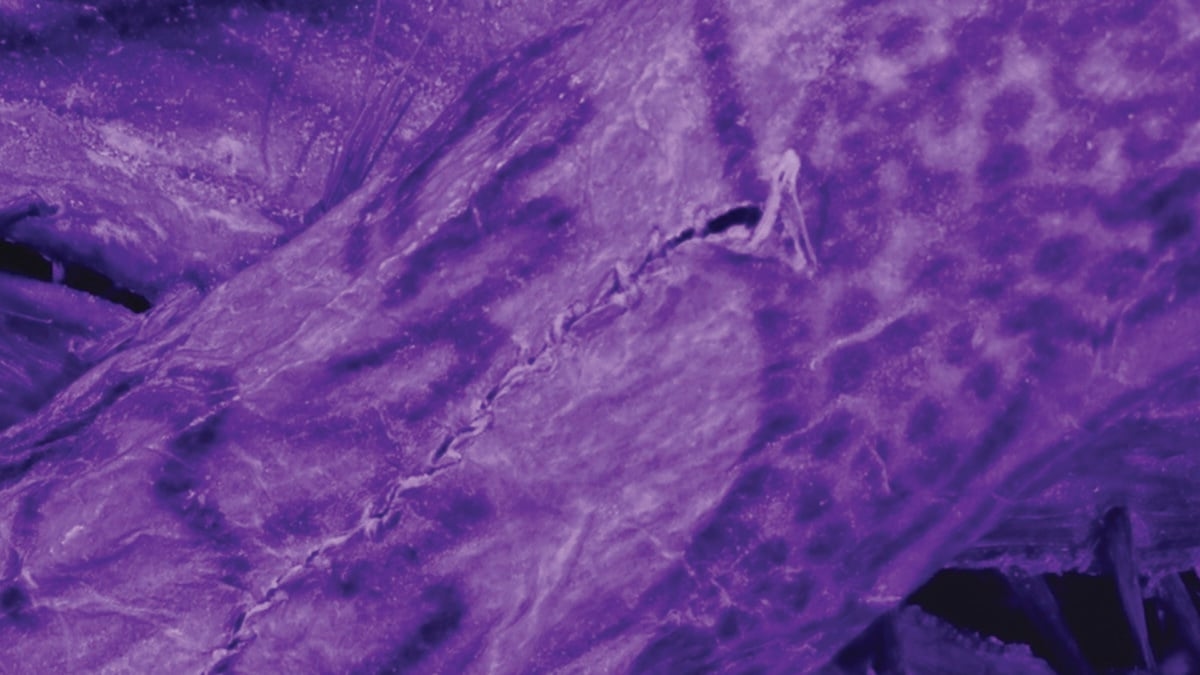 Impossibly Intricate Tattoos Found on 2,000-Year-Old ‘Ice Mummy’