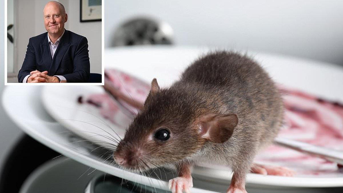 La casa que compré está infestada de ratas: ¿puedo tomar medidas contra el vendedor?