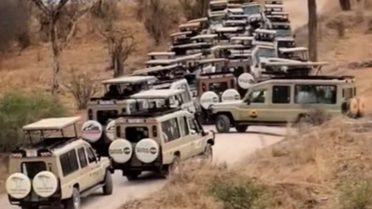 Wird Safari zum Zoo? Warteschlangen, Armeen von Influencern, mit Drohnen bewaffnete Legionen … die neue überfüllte afrikanische Wildnis