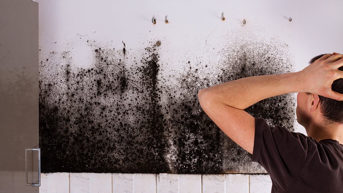 Bijna alle isolatie die onder het ECO-programma van de overheid wordt aangebracht, kan schimmel en vocht veroorzaken