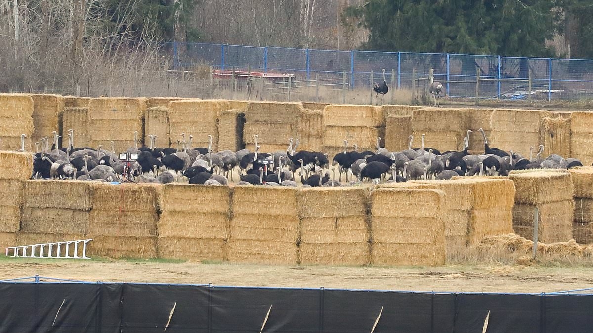 Indignação após execução por fuzilamento de 300 avestruzes "saudáveis" devido a alegações de doença infecciosa.