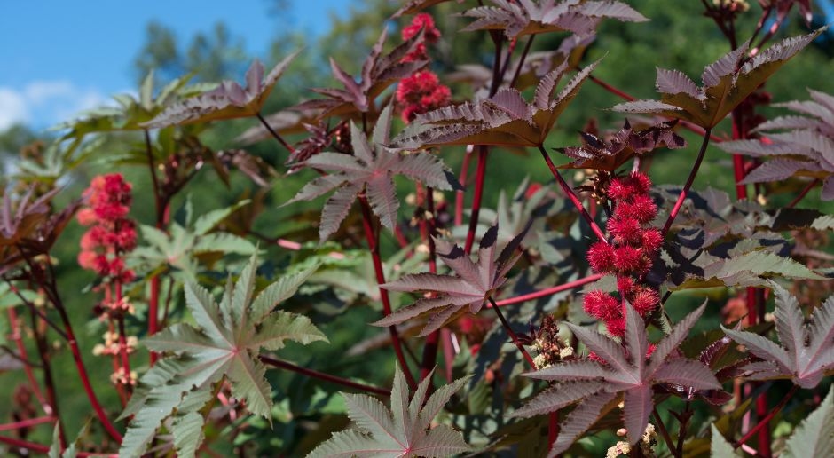 6,000 times more poisonous than cyanide. There is no antidote. Poles plant it in their gardens.