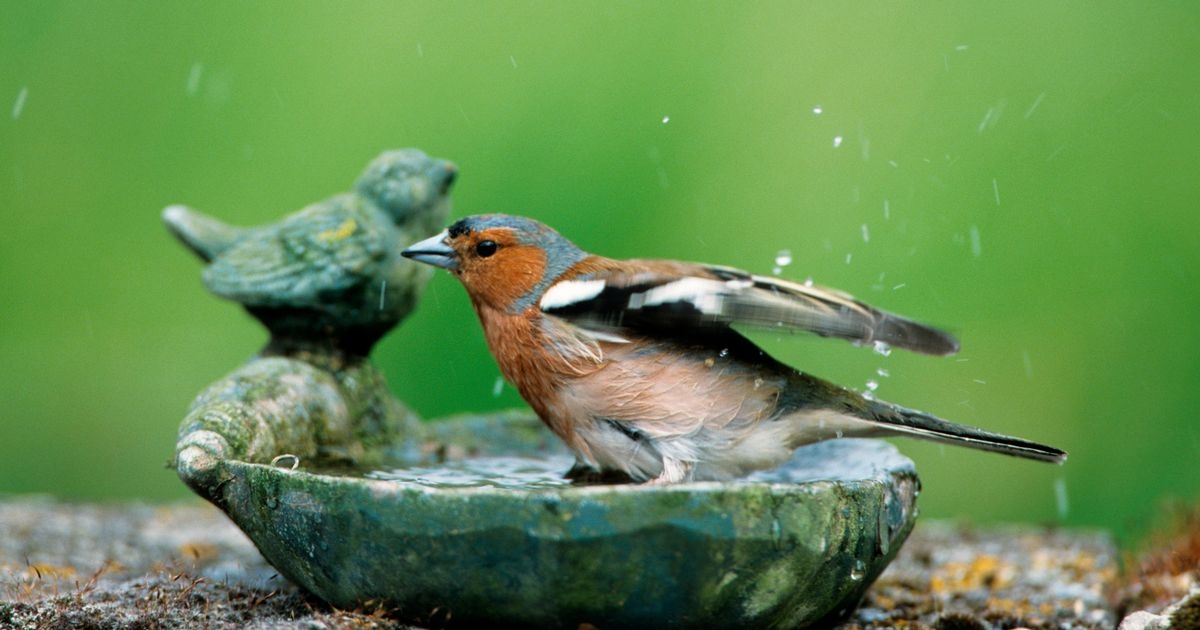 B&M lance un article d'extérieur à 5 £ qui incite les oiseaux à venir dans votre jardin