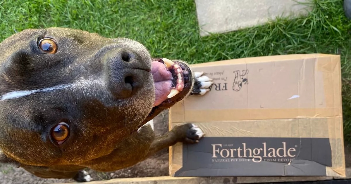 „Ich habe das Hundefutter gegen ein Abonnement eingetauscht. Jetzt spare ich 204 £ und es ist so viel einfacher.“